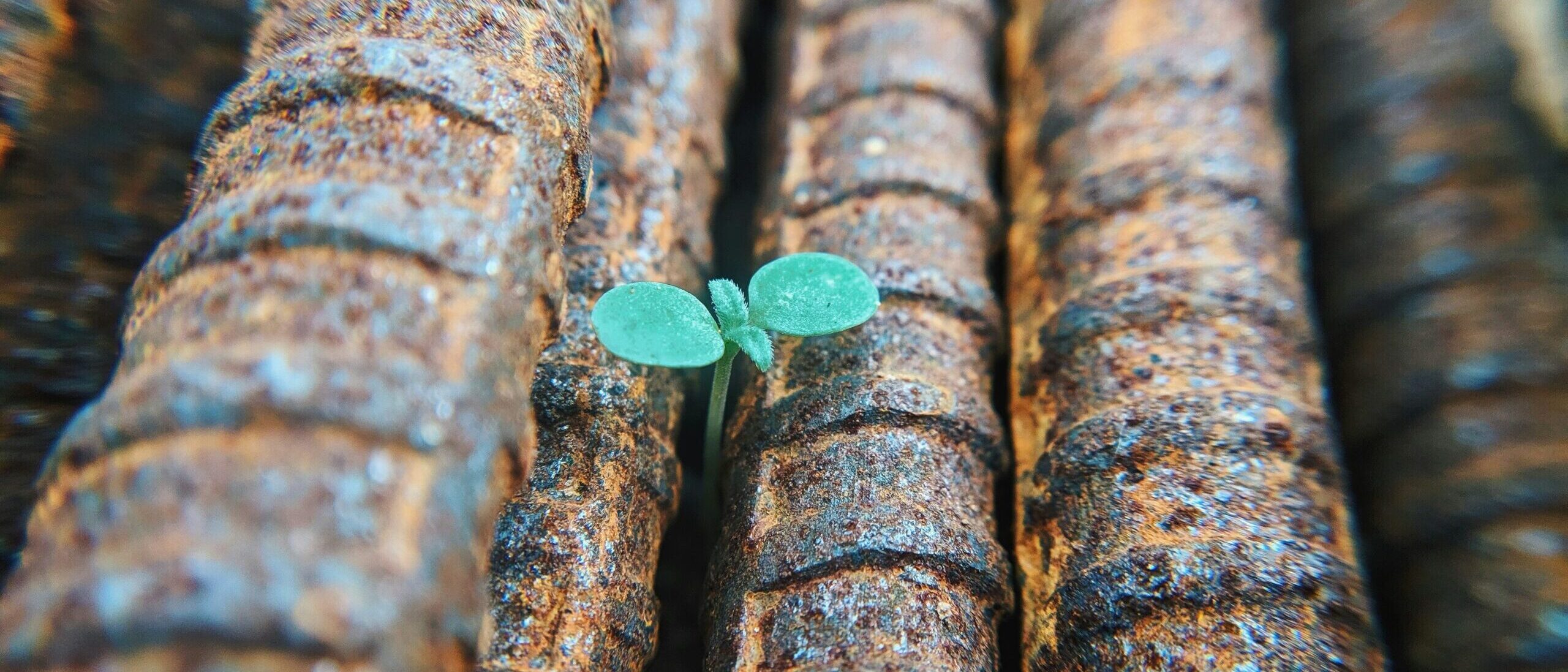 faris-mohammed-nYGVN45DOHg-unsplash